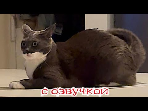 Видео: Приколы с котами! -С ОЗВУЧКОЙ! САМЫЕ СМЕШНЫЕ ЖИВОТНЫЕ! Смешные коты! - Тест на психику!