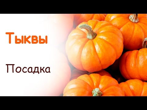 Видео: Посадка тыквы весной в открытый грунт