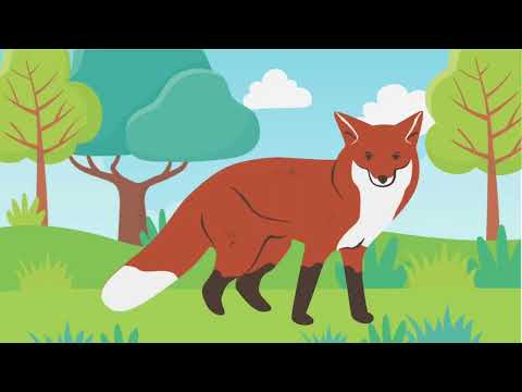 Видео: Дикі і свійські тварини