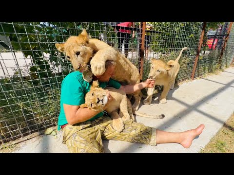 Видео: УРА! Третий НЕ КОНТАКТНЫЙ ЛЬВЕНОК стал ручным! Остался один ЗЛЮКА)))