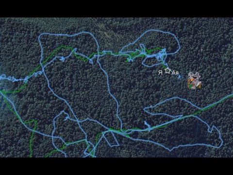 Видео: Охота на зайца 22.10.2025. Заяц простак и заяц хитрец - какой у них разный конец?!