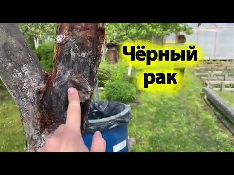 Видео: Чёрный рак