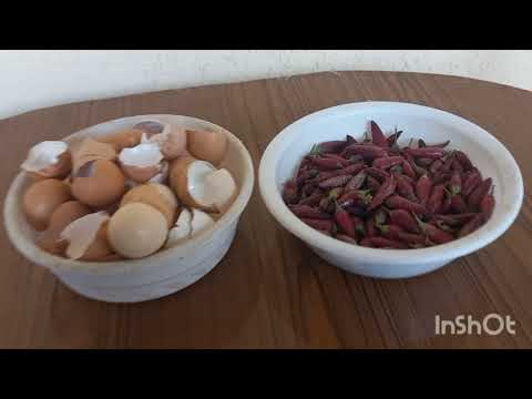 Видео: ХАЛИМДЕК МОШКИЧИРИ🥔🧅🥕🌶