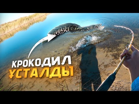 Видео: ЖЫЛТЫРАУЫҚПЕН БАЛЫҚ АУЛАУ | Жыланбалық, шортан, ақсыла. ІРІ ЖЫЛАНБАЛЫҚ түсті.