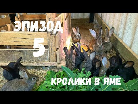 Видео: Кролики В Яме Это Не Так Просто...Разведение Эпизод 5! Первая Болячка и Лечение