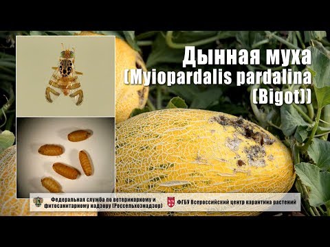 Видео: Дынная муха (Myiopardalis pardalina (Bigot))