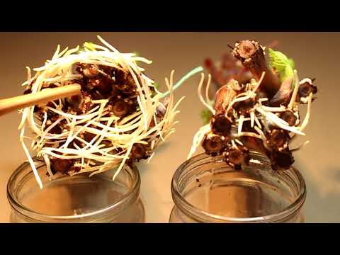 Видео: Обрежьте черенки винограда правильно! Укоренение 2019г.