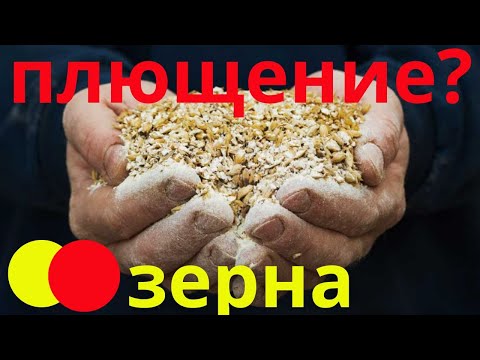 Видео: Плющение зерна - вся правда| Как плющить зерно?| Кормить плющенным зерном