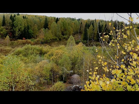Видео: Алтайская тайга осенью / Живем в палатке УП-2 / Таёжные утки
