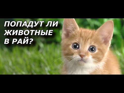 Видео: Что ждет животных после смерти? Попадут ли Животные в Рай? Посмертная Участь Животных.