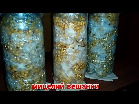 Видео: Мицелий вешанки на кукурузе легко и просто без стерелизации | oyster mushroom mycelium