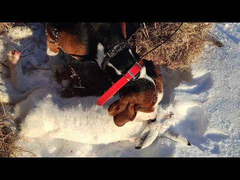 Видео: ЗОНА НАГОНКИ  ФИНСКАЯ ГОНЧАЯ