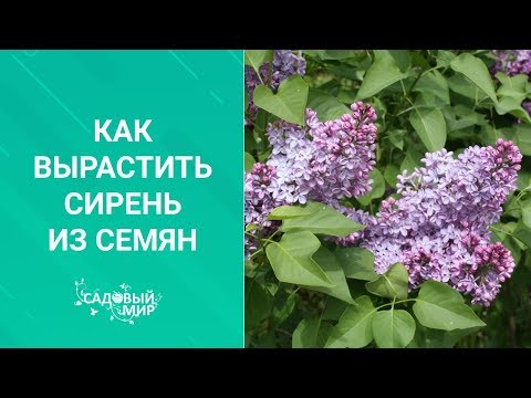 Видео: Прекрасная сирень из семян. Дешево и много!