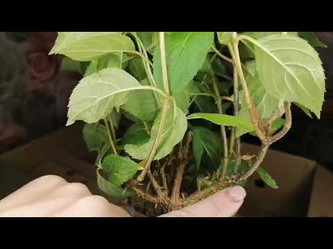 Видео: Распаковка посылки с Гортензиями,  с Питомника Анабель 😍
