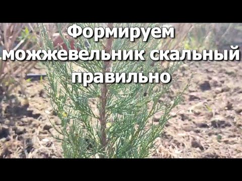 Видео: Формируем можжевельник скальный (маленький Skyrocket) | Как формировать можжевельник правильно