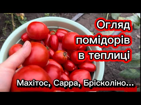 Видео: Огляд гібридів помідорів та огірків в теплиці на 8 жовтня 