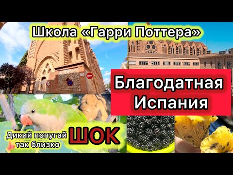 Видео: VLOG Каникулы прощайте