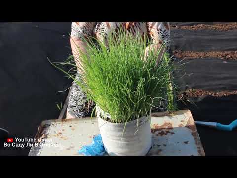 Видео: Супер способ выращивания лука на зелень. Лук на зелень.