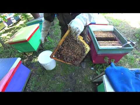 Видео: ЗАСЕЛЕНИЕ НУКЛЕУСОВ НА ЧЕТЫРЕ ОТДЕЛЕНИЯ, НА РАМКУ 145 ММ, от А до Я