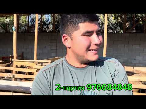 Видео: 500 мингдан арзон😱😱😱 охиригача кузатинг 3-партия койимиз 💥💥💥