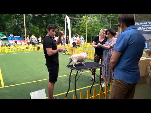 Видео: Выставка собак. Взгляд с изнанки.