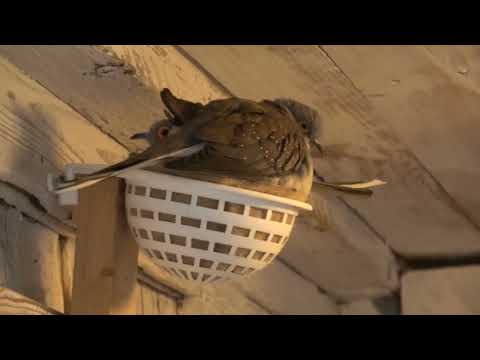 Видео: Обзор разных пород птиц. 2025