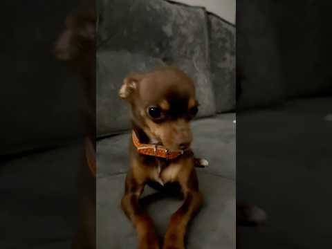 Видео: Вот так