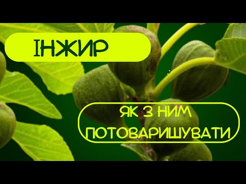 Видео: Як виростити інжир