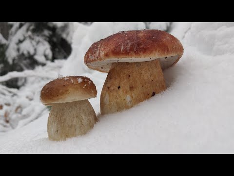 Видео: ГРИБНА КАЗКА КАРПАТ. Збір білих грибів під час снігопаду