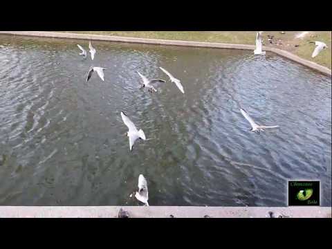 Видео: СИНИЦА ЗАЛЕТЕЛА В ДОМ ПРИМЕТА