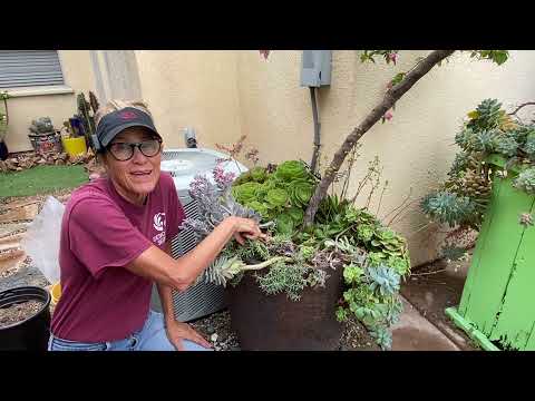 Видео: Суккуленты и бугенвиллея в одном горшке