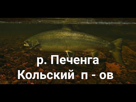 Видео: ПУТЕШЕСТВИЕ НА КОЛЬСКИЙ П - ОВ    Р. ПЕЧЕНГА