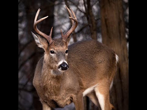 Видео: Белохвостый олень как дух-проводник: что означает, когда вы видите оленей повсюду