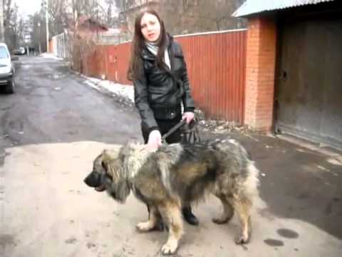 Видео: Кавказская овчарка, отзыв.