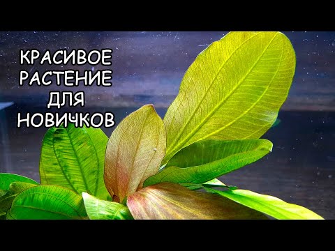 Видео: ЭХИНОДОРУС РЕНИ. Echinodorus 'Reni'. СЕКРЕТЫ ВЫРАЩИВАНИЯ