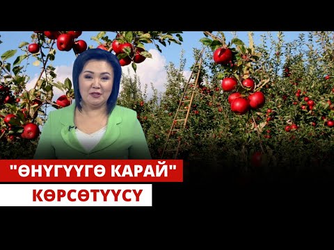 Видео: "Өнүгүүгө карай" көрсөтүүсү | 28.10.2023