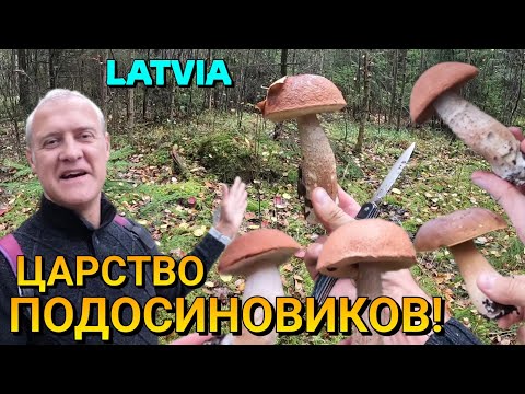 Видео: СОБИРАЕМ ГРИБЫ - МНОГО ПОДОСИНОВИКОВ! - 05.10.2022. - ЛАТВИЯ, ЛЕС #18