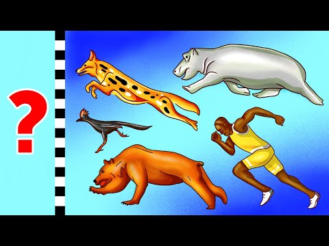 Видео: 50+ фактов, которые откроют вам глаза на мир животных