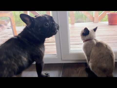 Видео: Часть 34. Собачьи истории