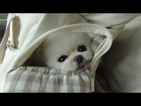 Видео: Здесь была 100-летняя собака! [Ru Pong Daily V-LOG]