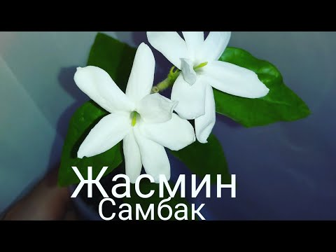 Видео: Жасмин Самбак, Jasminum sambac. Неприхотливый с прекрасным ароматом. 🌿