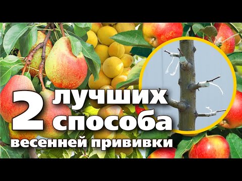 Видео: КАК ПРИВИТЬ ПЛОДОВЫЕ ДЕРЕВЬЯ. ПОШАГОВАЯ ИНСТРУКЦИЯ  Сейчас это сделать проще всего!