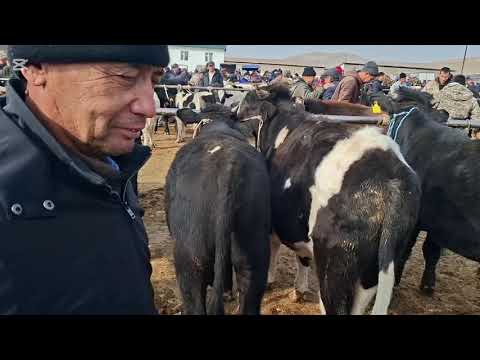 Видео: 10.11.3035.Сарыағаш мал базары.Сиырлар,сиырлар бузаумен,қашарлар,таналар,бузаулар.🐄🐮🐂🐄🐃🐂🐮🐄🐃🐮🐄🐃🐮🐄🐃🐂🐄🐮