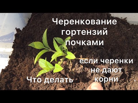 Видео: ЧЕРЕНКУЮ ГОРТЕНЗИИ ПОЧКАМИ. Что делать с одревесневшими черенками если они не дали корни.