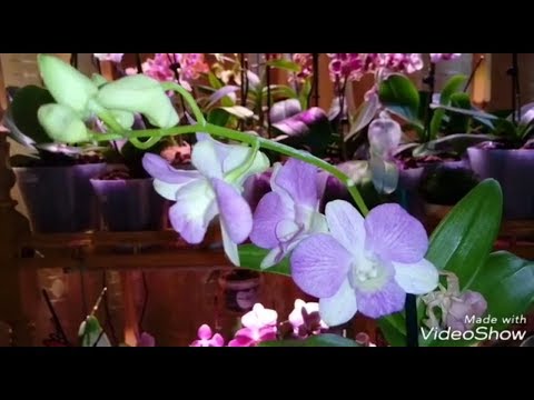 Видео: Dendrobium SA - NOOK | Новинка | ПЕРЕСАДКА орхидеи