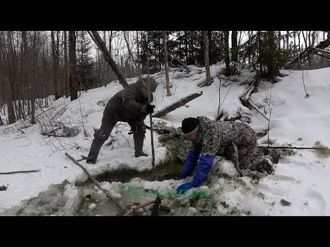 Видео: Охота на бобра #35.1 \ Установка капканов / beaver hunting