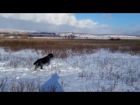 Видео: Охота со Спаниелем на куропаток (зимой)