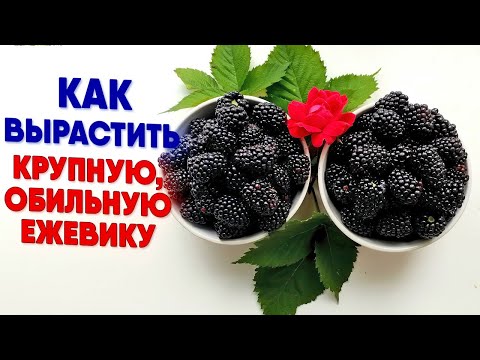 Видео: Как вырастить крупную обильную ежевику