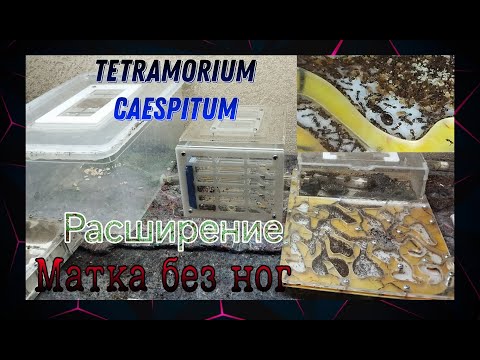 Видео: Расширение у муравьев tetramorium caespitum. Матка без трех ног спустя год. Переселение. AntGart