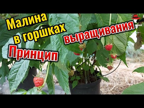 Видео: МАЛИНА В ГОРШКАХ. КАК РАСТЁТ НА ПЛАНТАЦИЯХ В ГЕРМАНИИ.